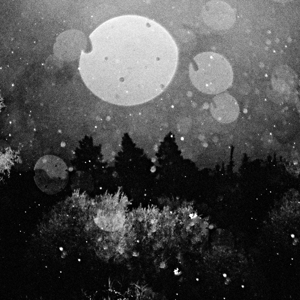 The Wildflower Collective